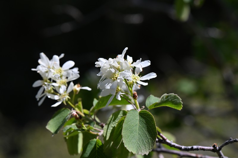 Amelanchier alnifolia var. alnifolia photo 2