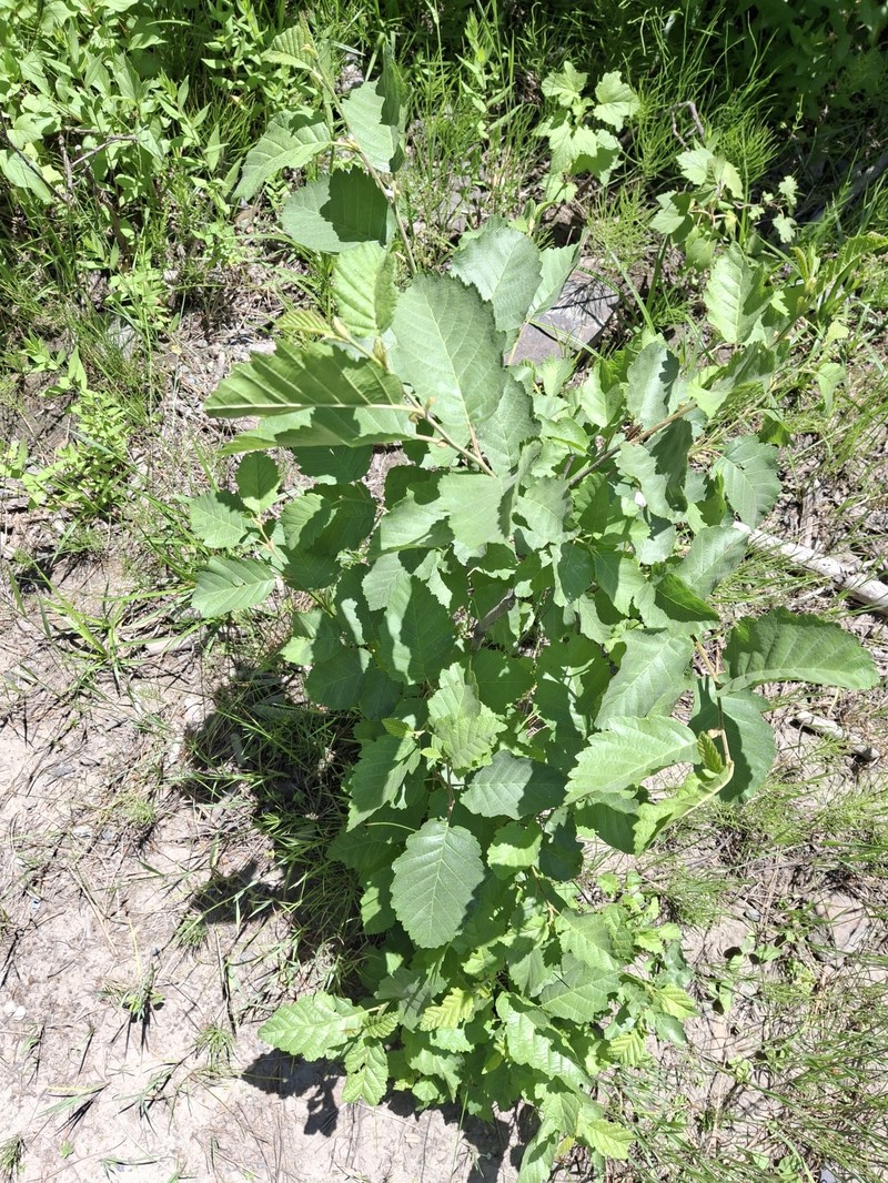 Amelanchier alnifolia var. alnifolia photo 3