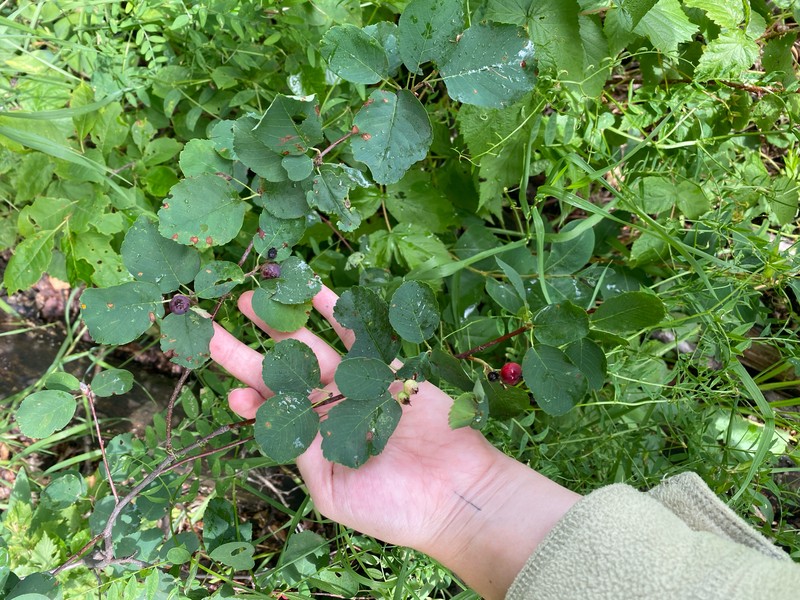 Amelanchier alnifolia var. alnifolia photo 4