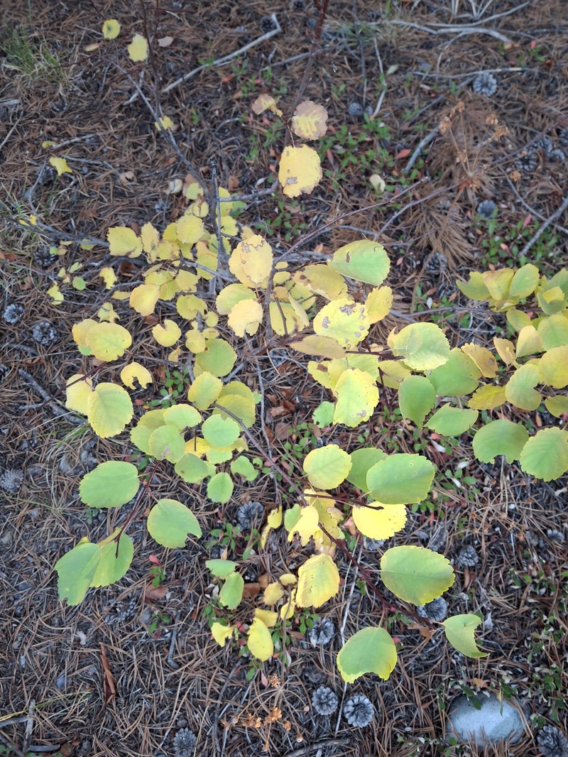 Amelanchier alnifolia var. alnifolia photo 5