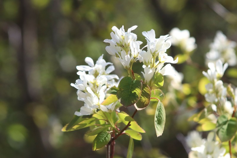 Amelanchier alnifolia var. alnifolia photo 6