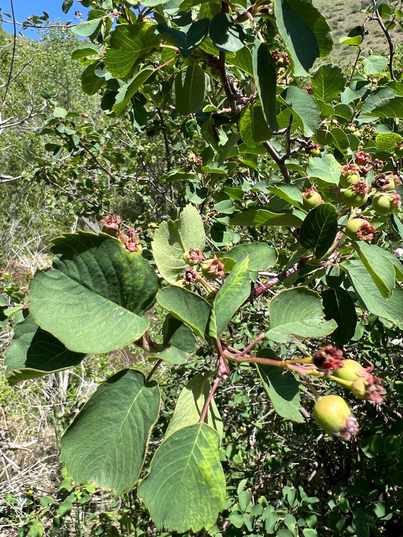 Amelanchier alnifolia var. alnifolia photo 7
