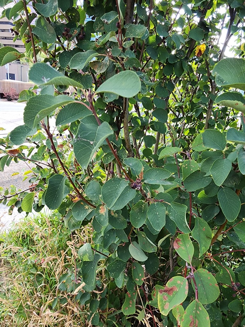 Amelanchier alnifolia var. alnifolia photo 8