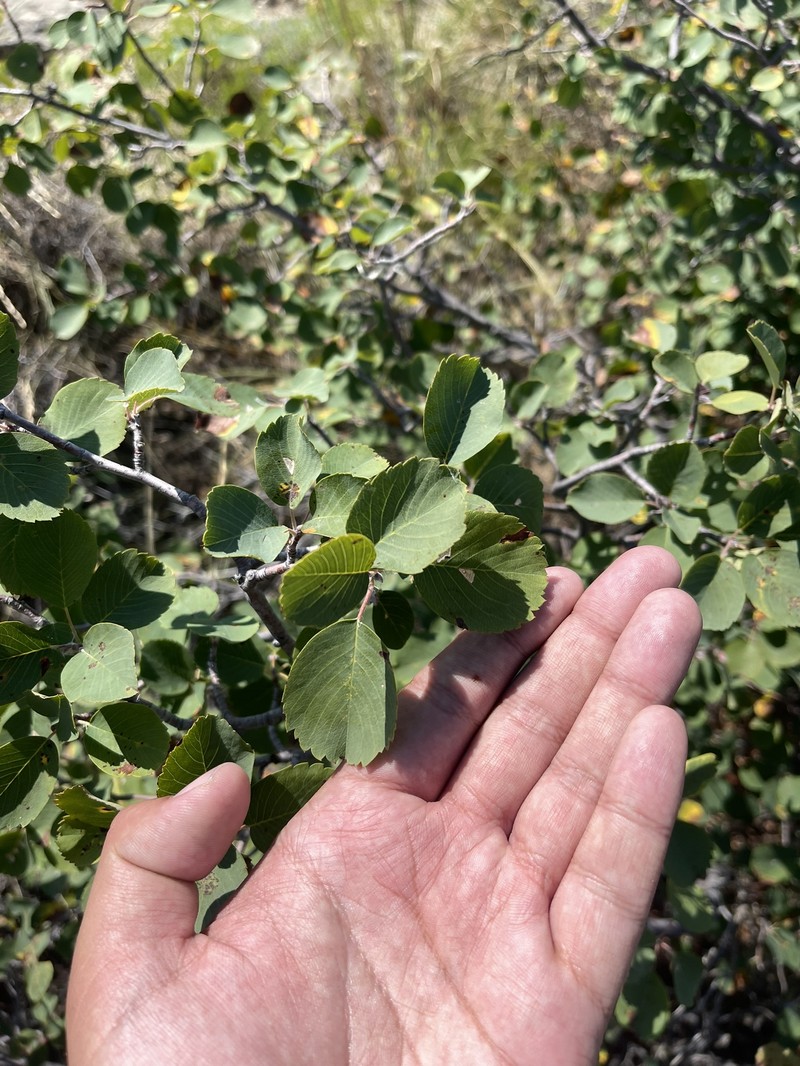 Dwarf Serviceberry