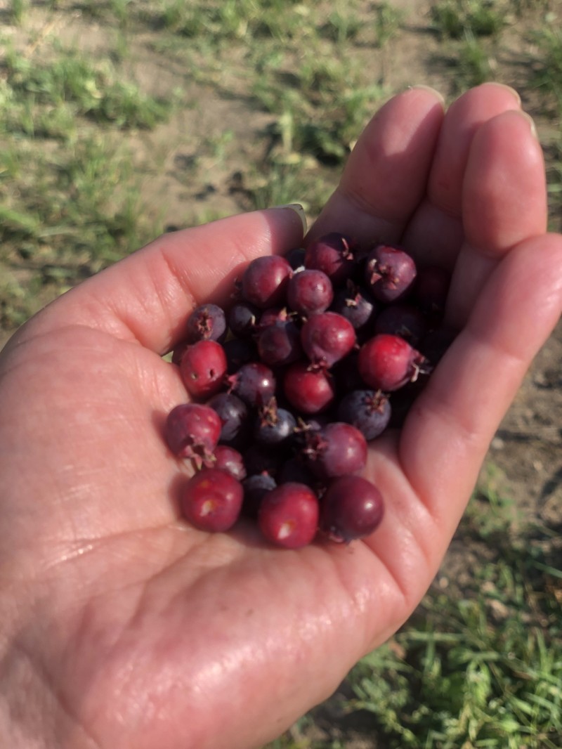 Dwarf Serviceberry photo 2