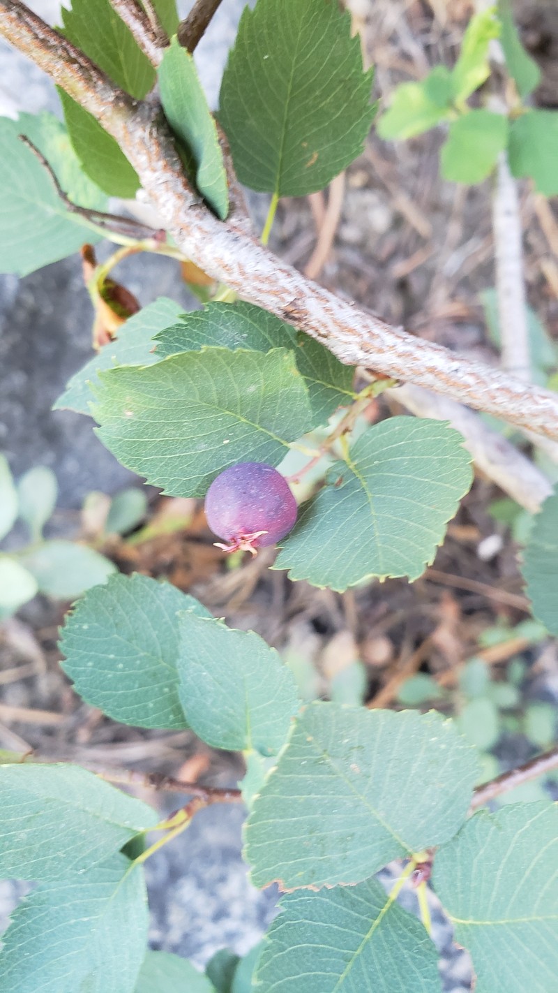 Dwarf Serviceberry photo 3