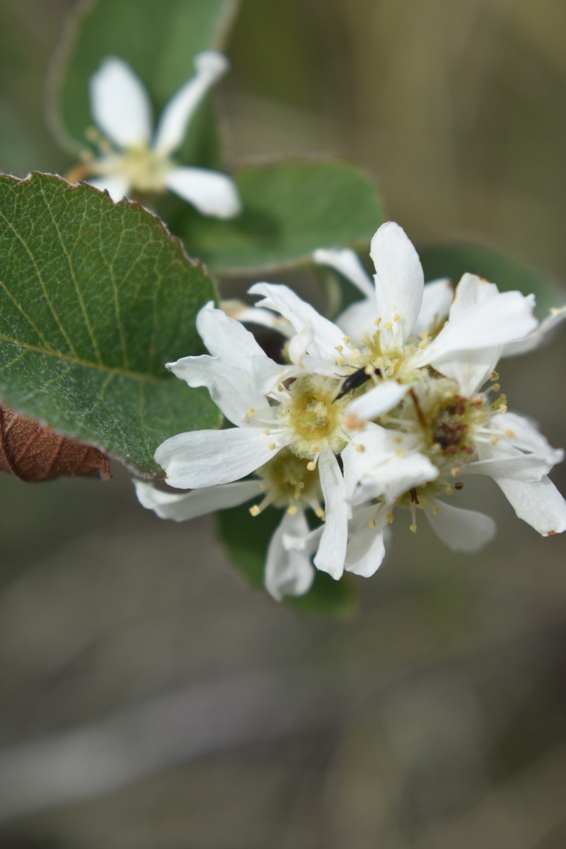 Dwarf Serviceberry photo 4