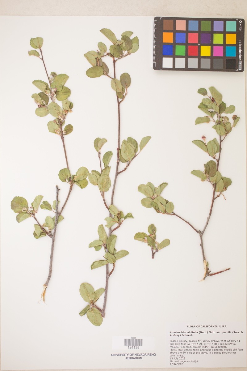 Dwarf Serviceberry photo 5