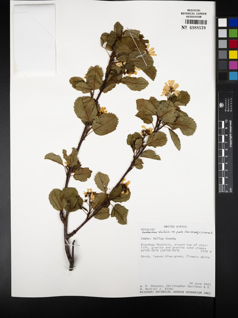Dwarf Serviceberry photo 6