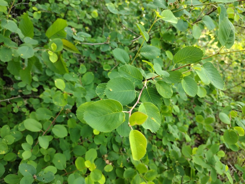 Amelanchier alnifolia var. semi-integrifolia