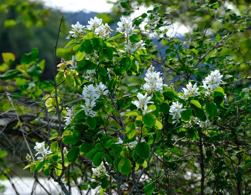 Amelanchier alnifolia var. semi-integrifolia photo 2