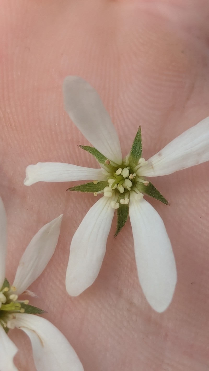 Amelanchier alnifolia var. semi-integrifolia photo 3