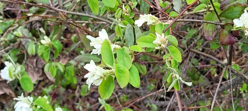 Amelanchier alnifolia var. semi-integrifolia photo 4
