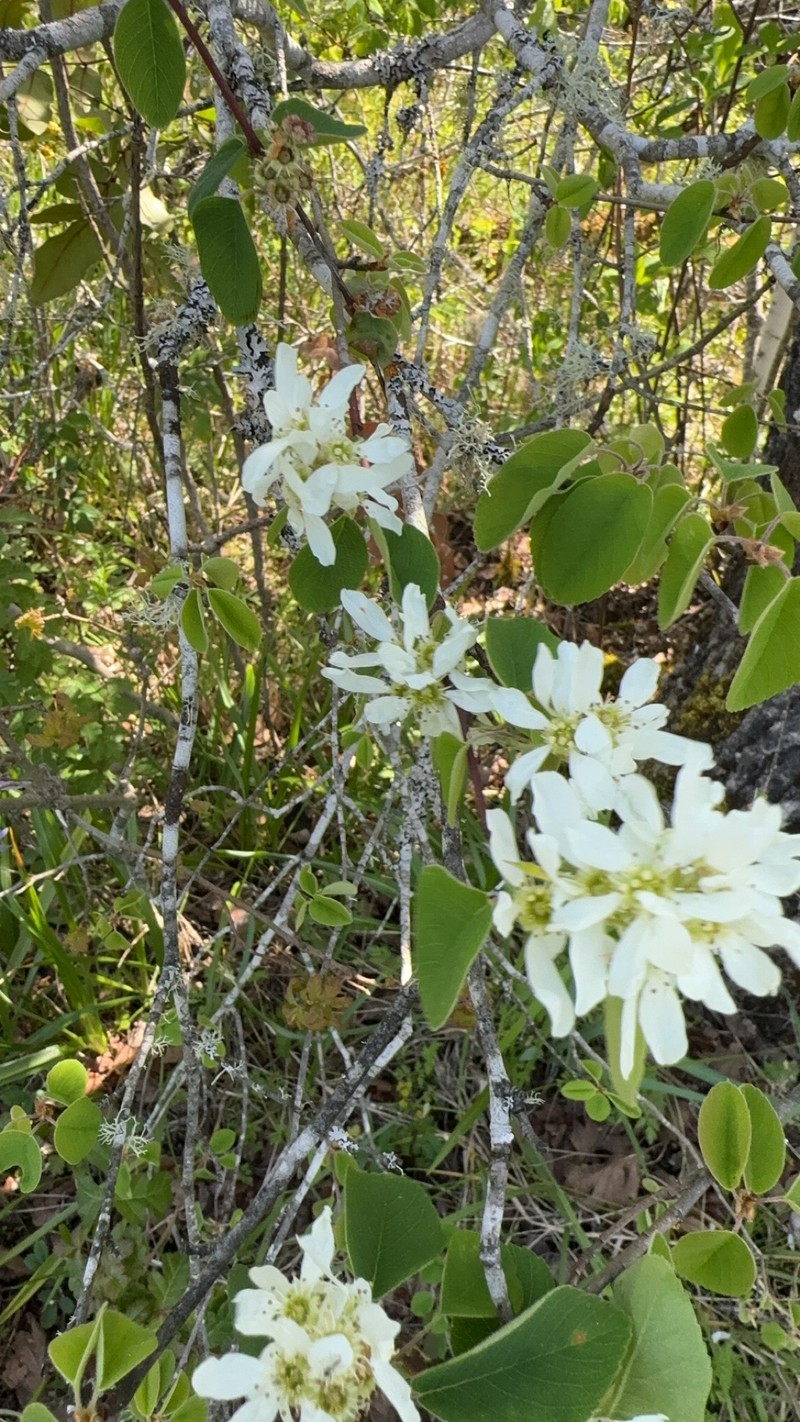 Amelanchier alnifolia var. semi-integrifolia photo 5