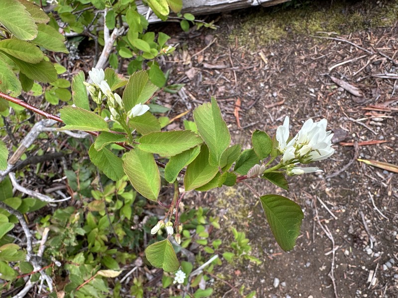 Amelanchier alnifolia var. semi-integrifolia photo 6