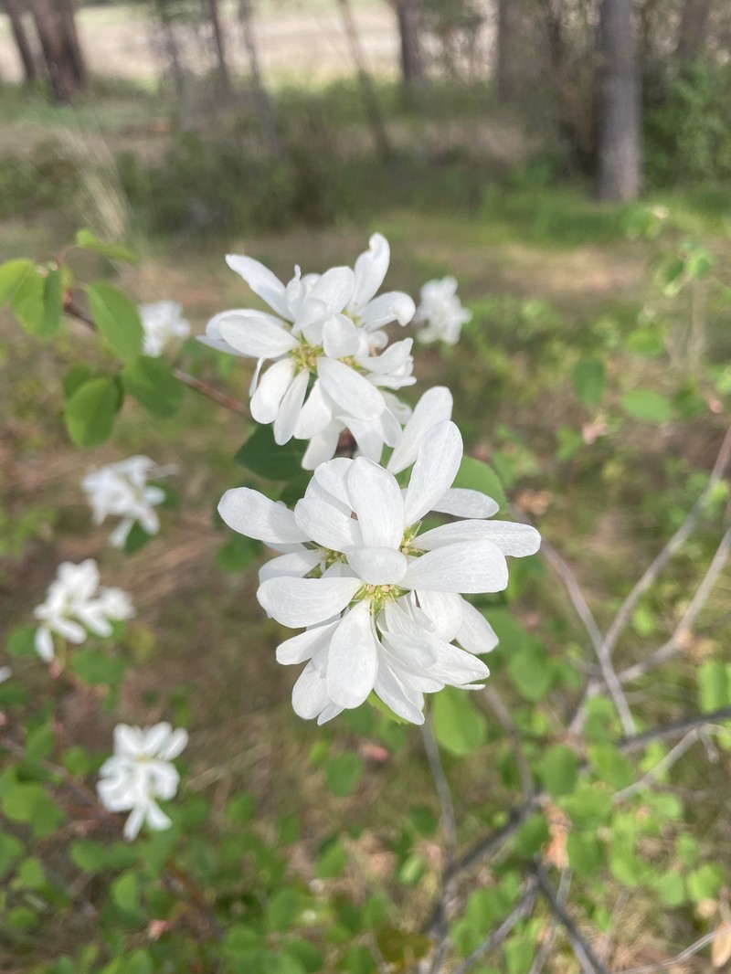 Amelanchier alnifolia var. semi-integrifolia photo 7