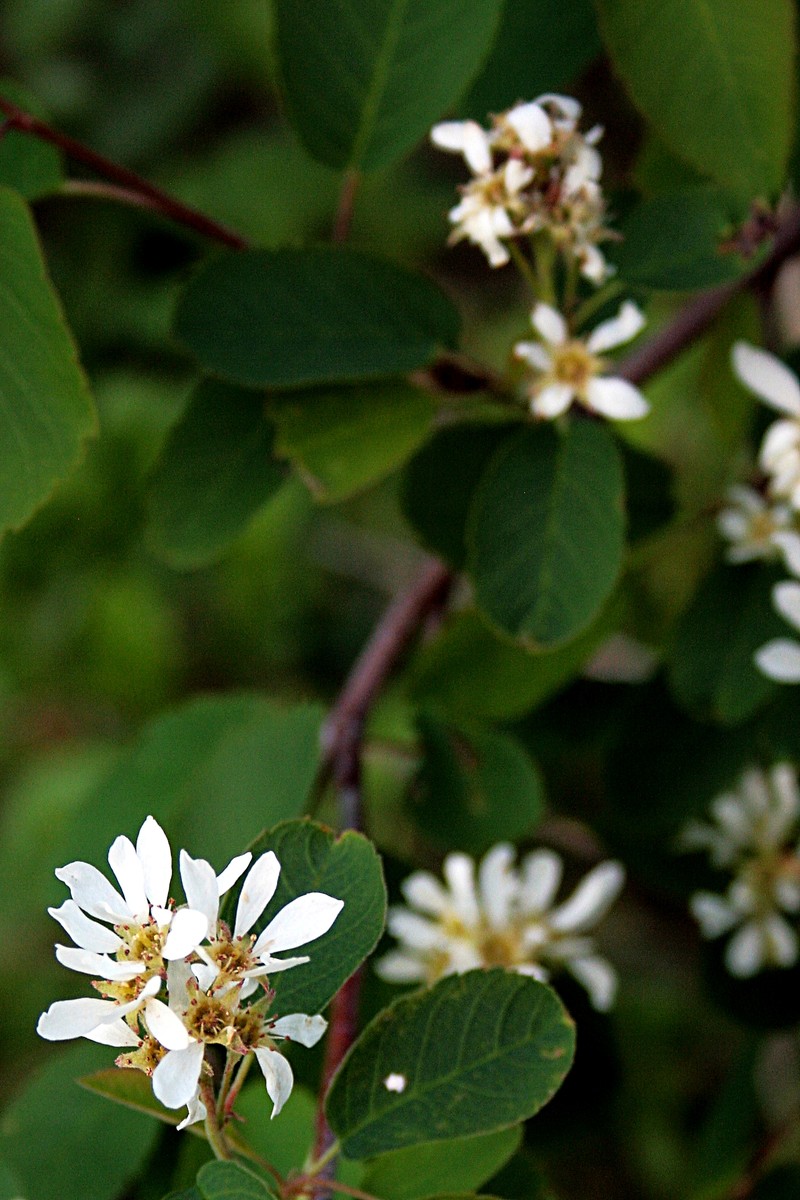 Amelanchier amabilis photo 2