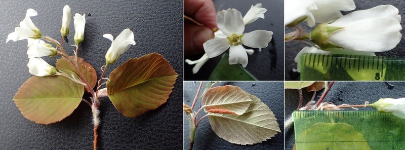 Amelanchier amabilis photo 4