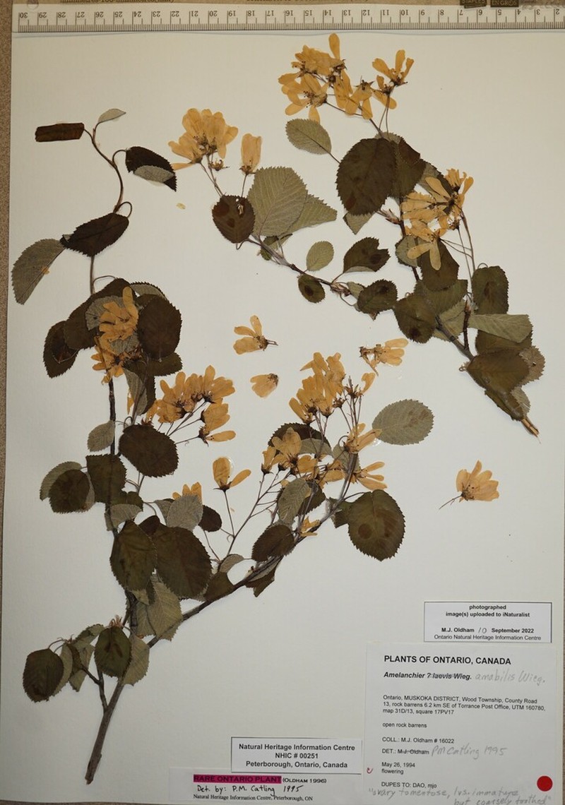 Amelanchier amabilis photo 5