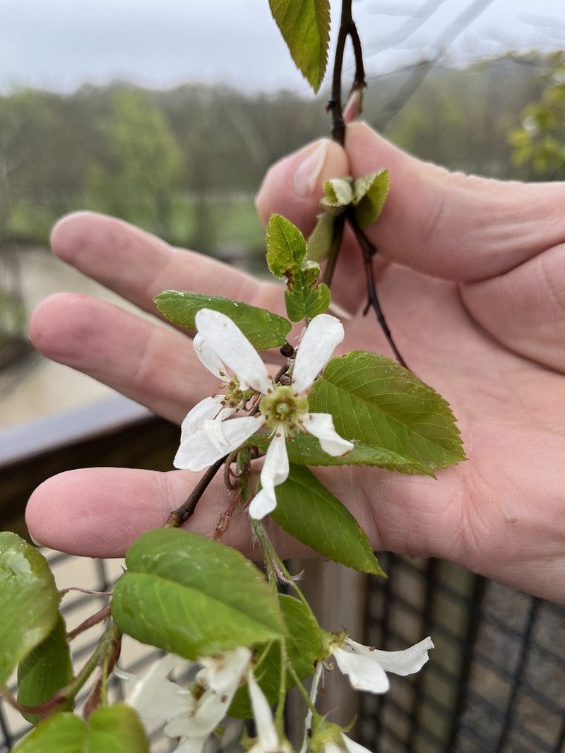 Amelanchier amabilis photo 6