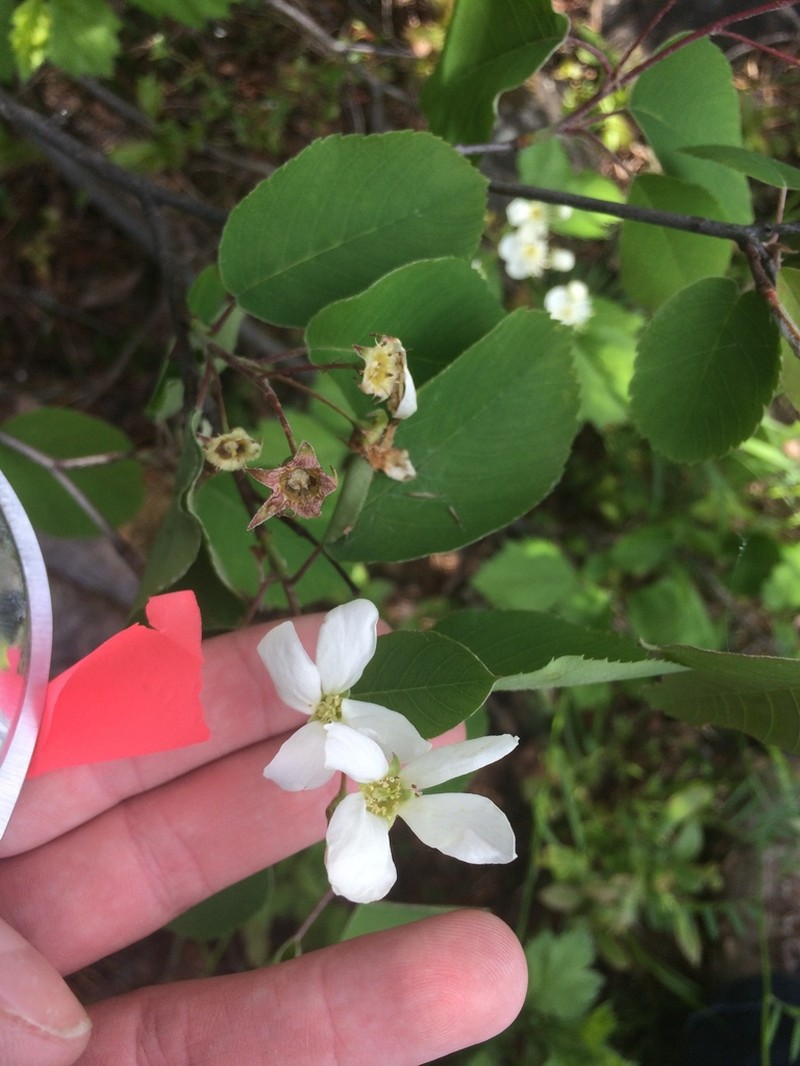 Amelanchier amabilis photo 8