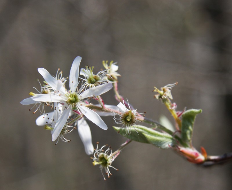 Common Serviceberry photo 2