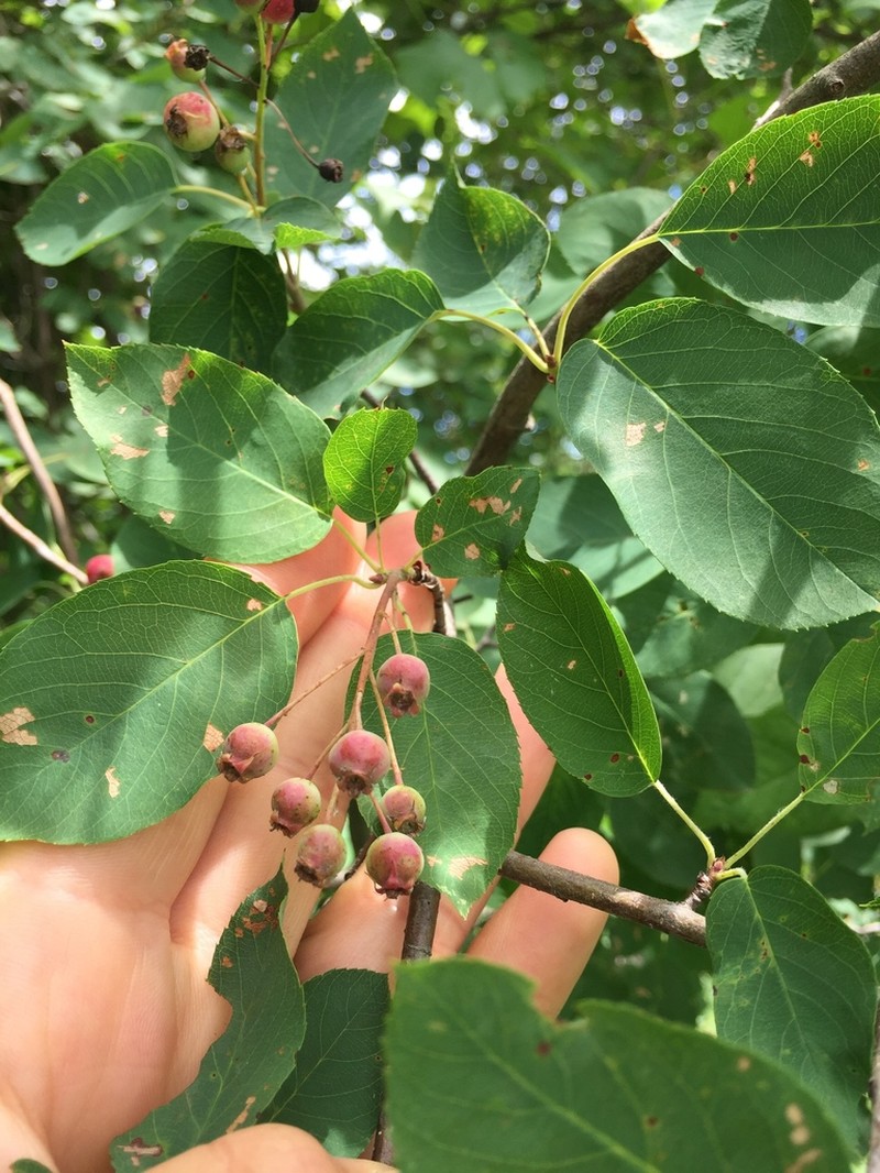 Common Serviceberry photo 3