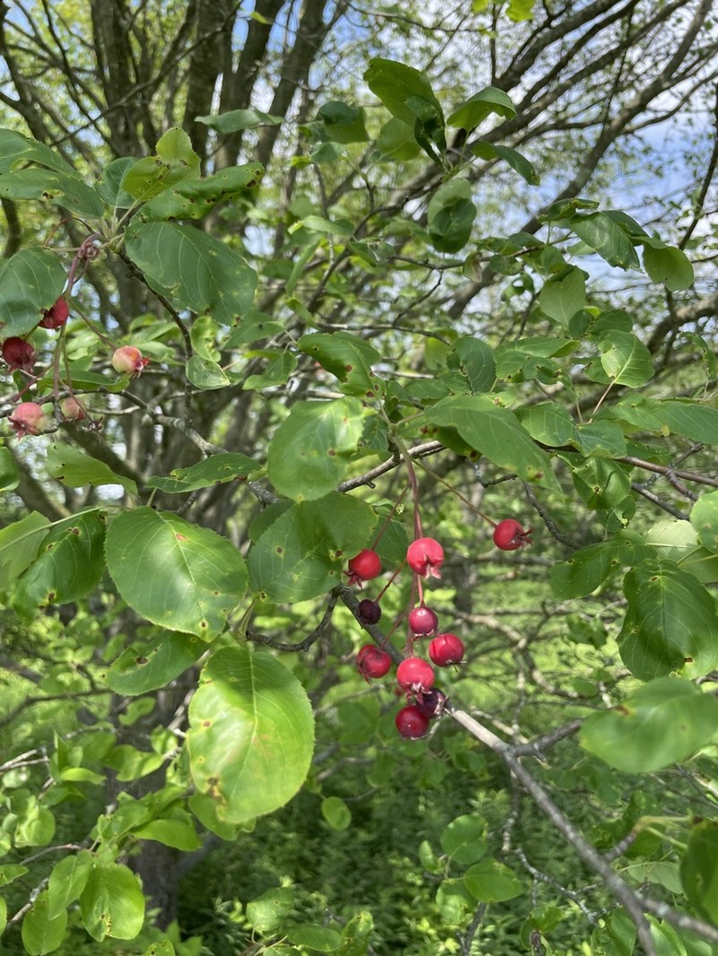 Common Serviceberry photo 4
