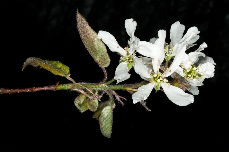 Common Serviceberry photo 5