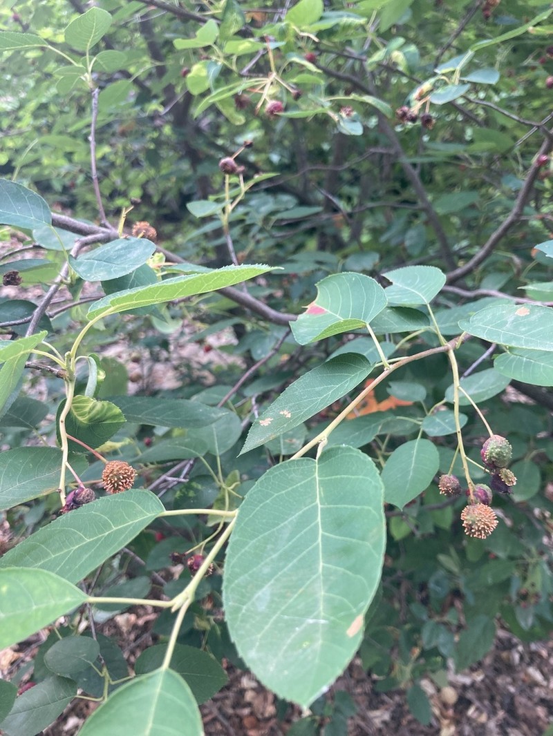 Common Serviceberry photo 6