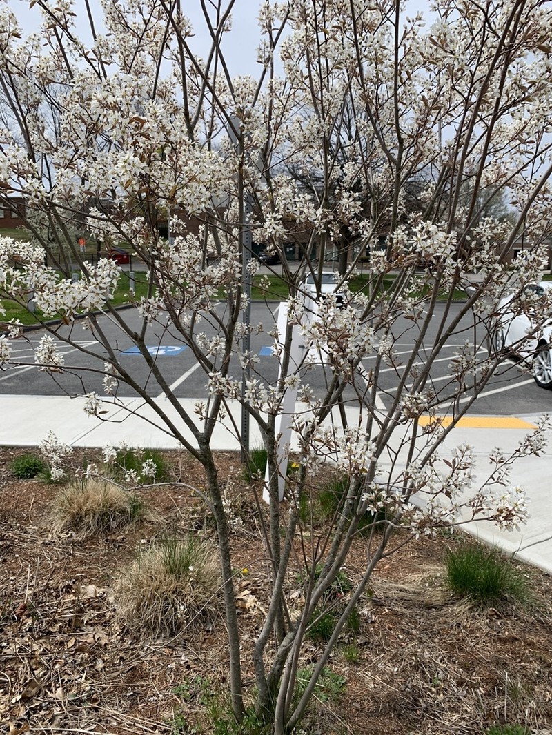 Common Serviceberry photo 7