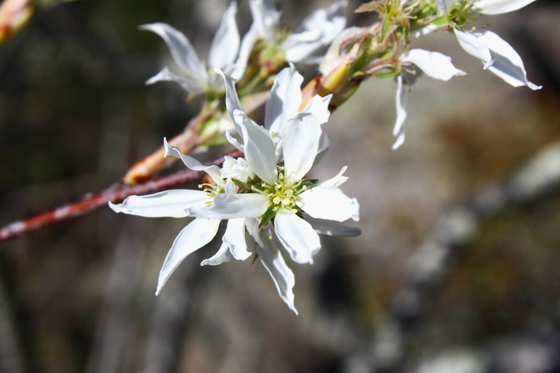 Common Serviceberry photo 8