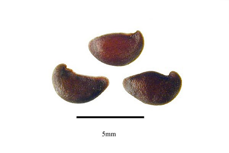 Amelanchier asiatica photo 2