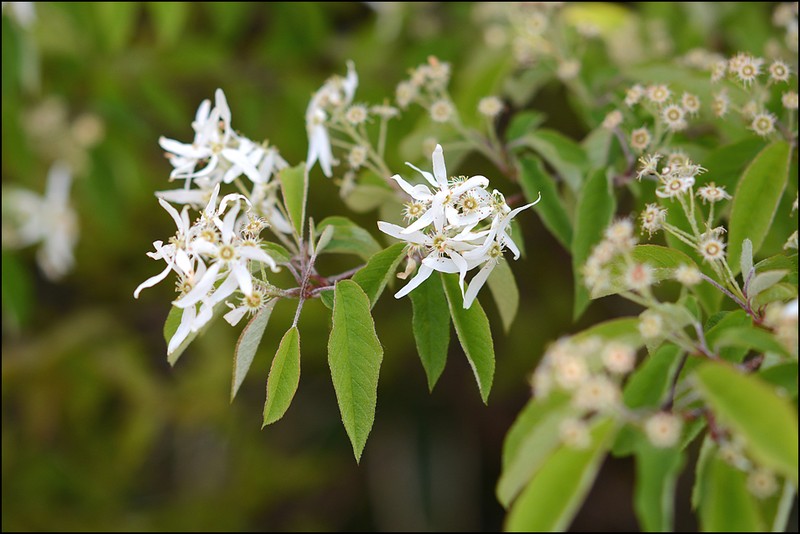 Amelanchier asiatica photo 5