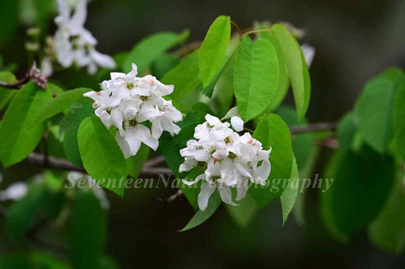 Amelanchier asiatica photo 6