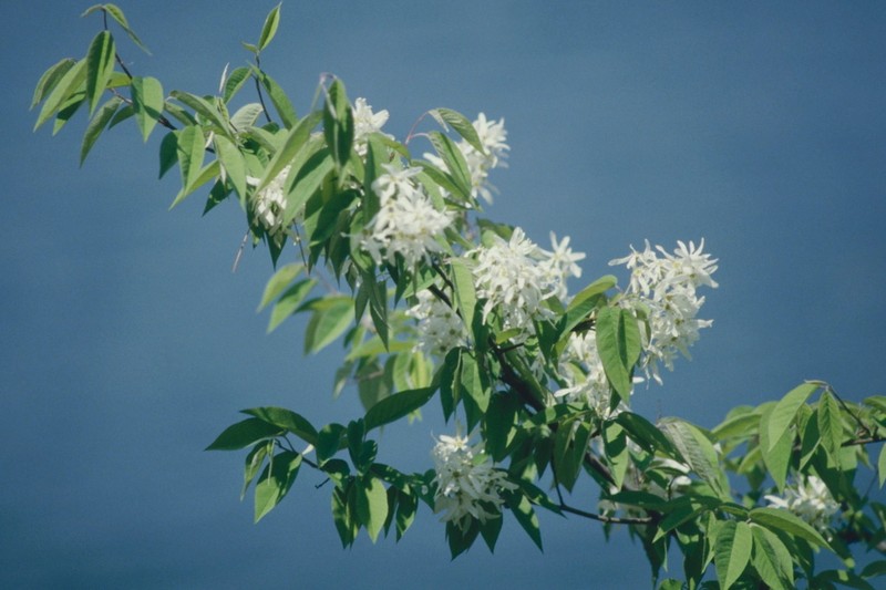 Amelanchier asiatica photo 7