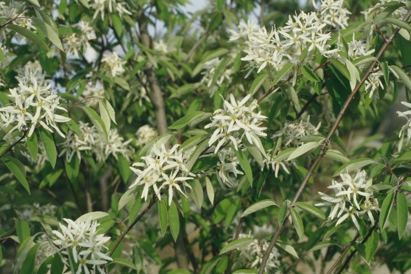 Amelanchier asiatica photo 8