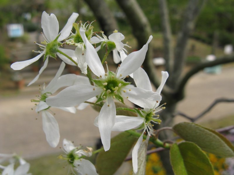 Amelanchier asiatica photo 3
