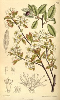 Oblongfruit Serviceberry