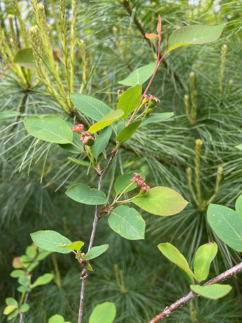 Oblongfruit Serviceberry photo 3
