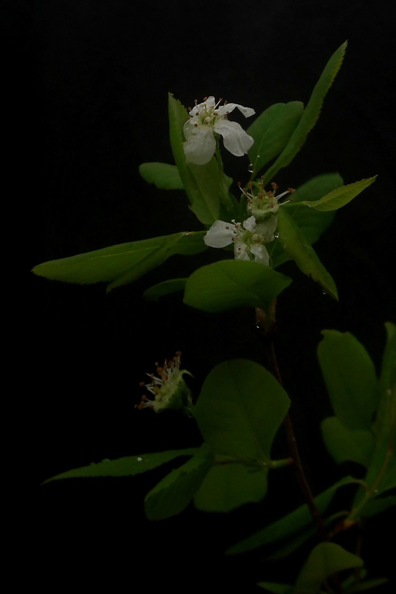 Oblongfruit Serviceberry photo 4