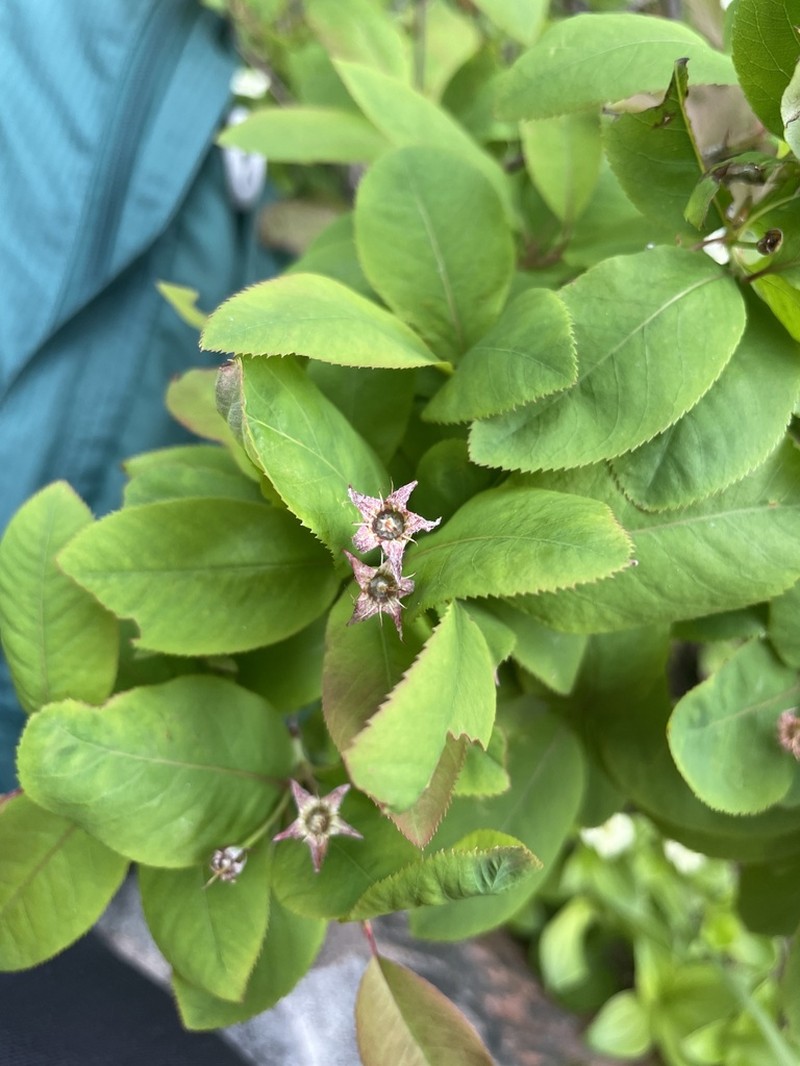 Oblongfruit Serviceberry photo 5