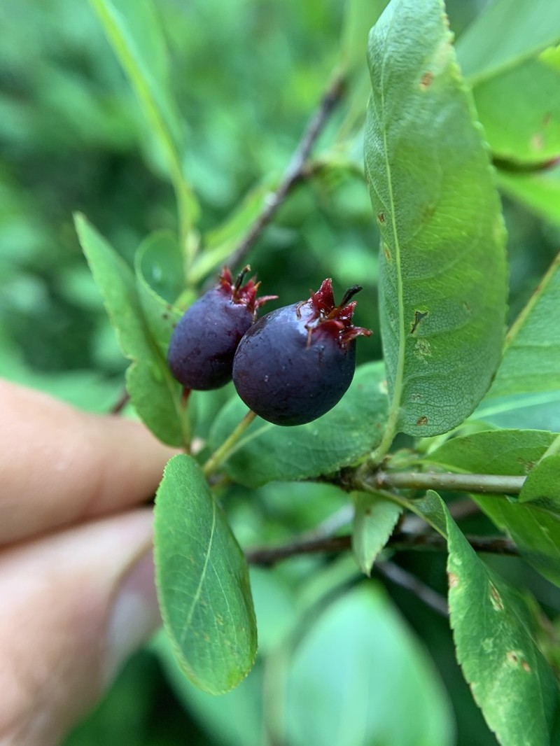 Oblongfruit Serviceberry photo 6