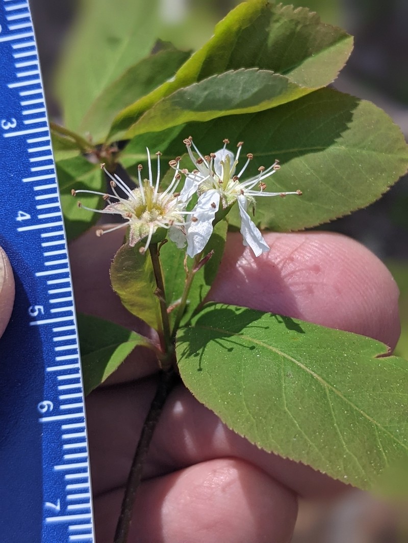 Oblongfruit Serviceberry photo 7