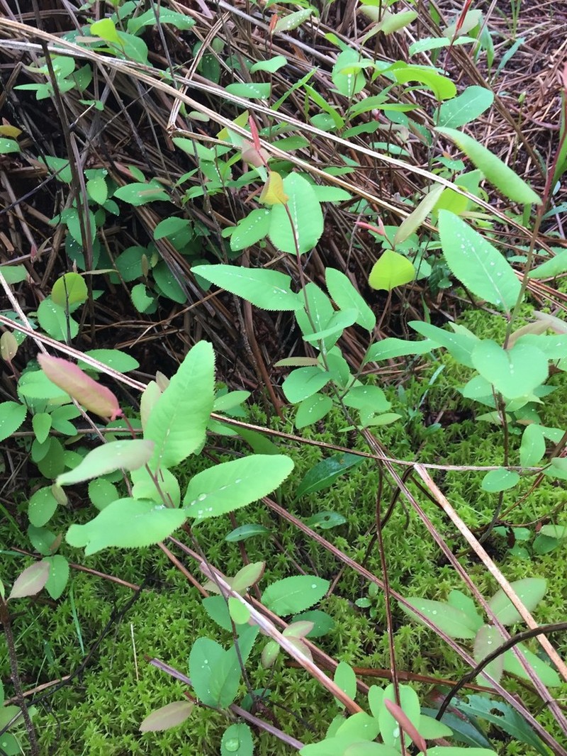 Oblongfruit Serviceberry photo 8