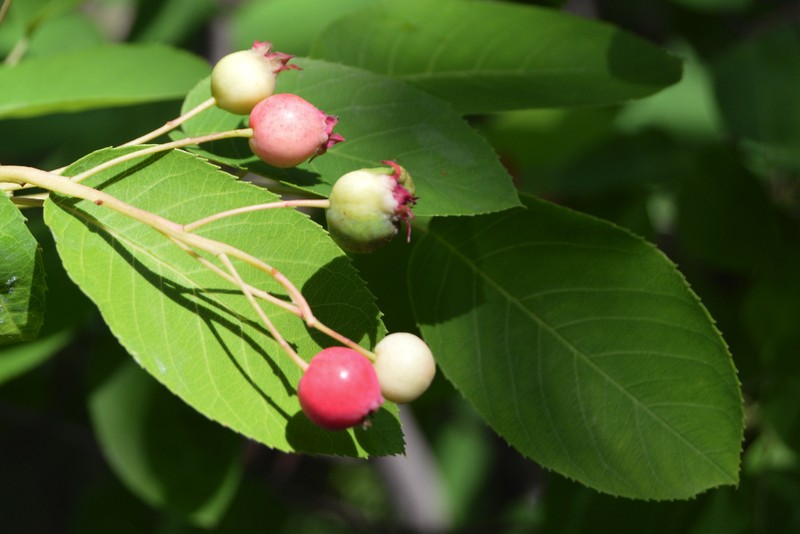Canadian Serviceberry photo 2