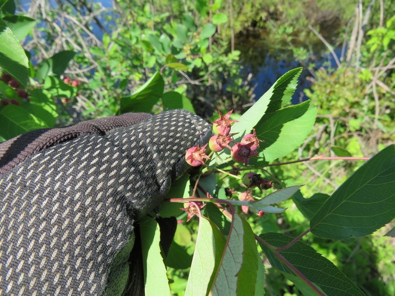 Canadian Serviceberry photo 3