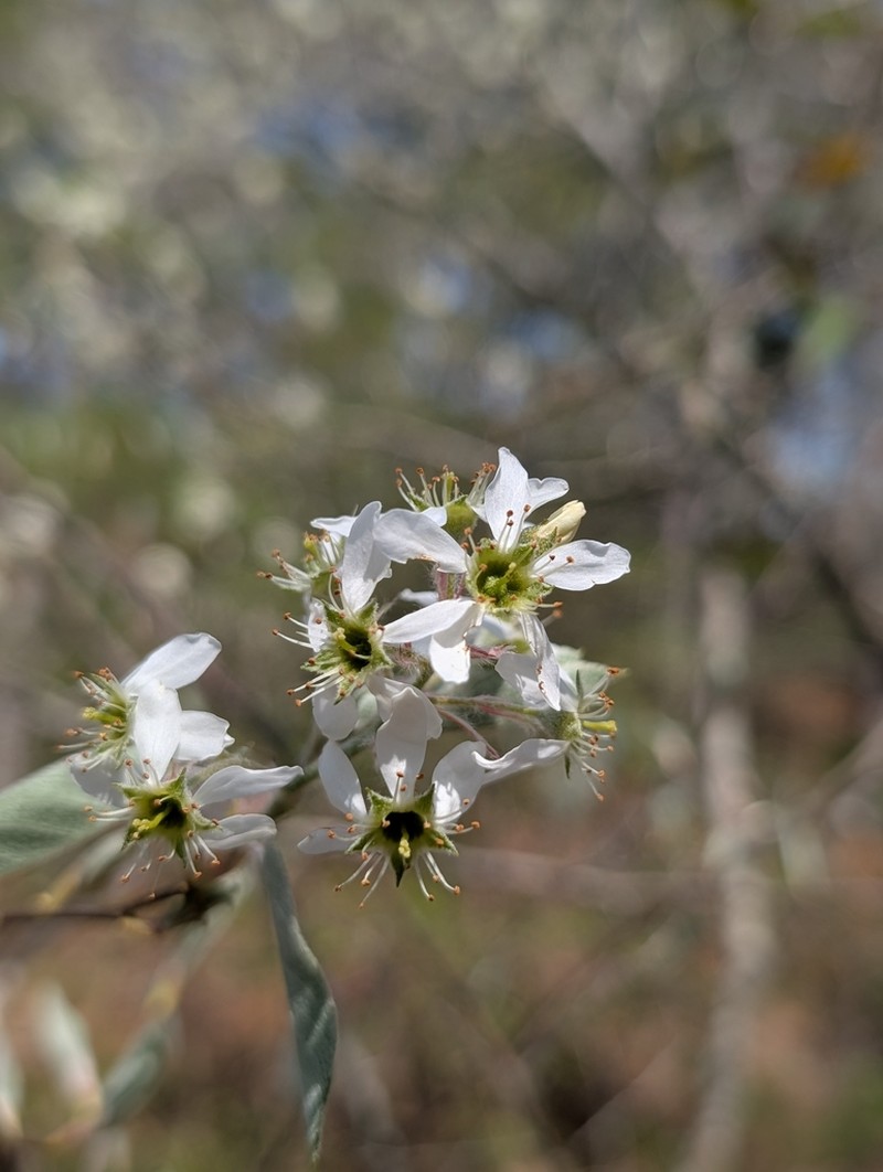 Canadian Serviceberry photo 6