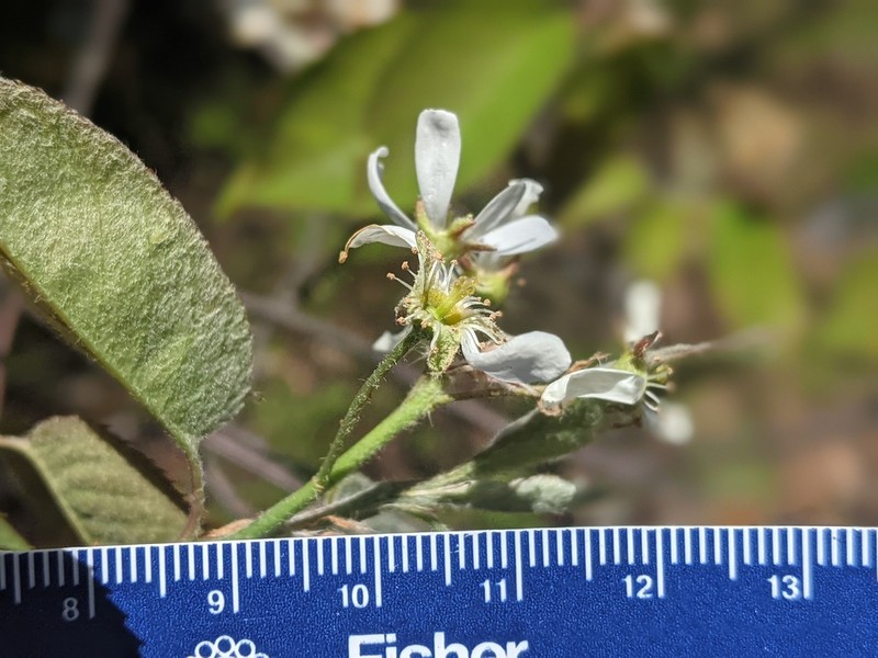 Canadian Serviceberry photo 8