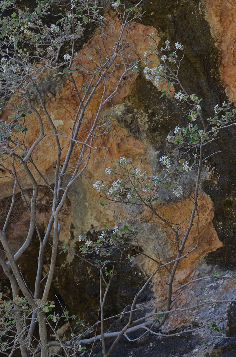 Amelanchier cretica